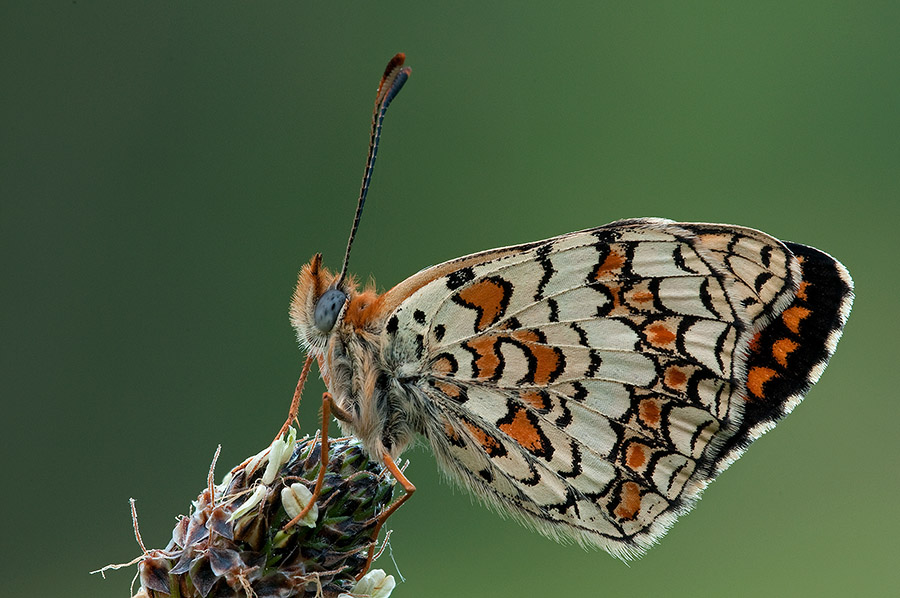 Melitaea phoebe?